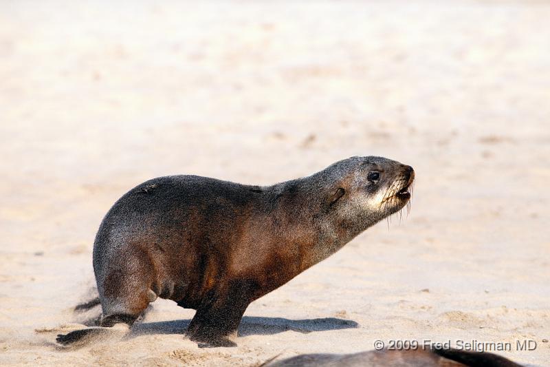 20090605_152120 D300 (1) X1.jpg - Seal on Skeleton Coast